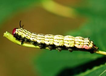 Green-striped mapleworm caterpillar. Photo: Steven Katovich, Bugwood.