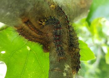 Spongy moth caterpillars. Photo: Tawny Simisky