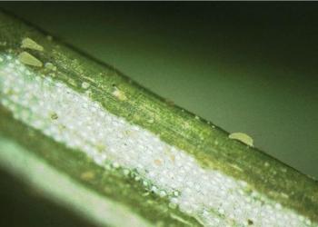 Hemlock rust mites. Photo: Sandy Gardosik, Pennsylvania Department of Agriculture.