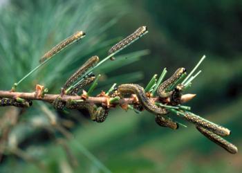 Introduced pine sawfly caterpillars, Diprion similis. (Photo: John Ghent, Bugwood.)