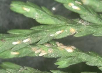 Juniper scale, multiple life stages. Photo: Lorraine Graney, Bartlett Tree Experts, Bugwood.