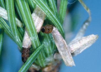 Larch casebearer larvae. Photo: Connecticut Agricultural Experiment Station, Bugwood.