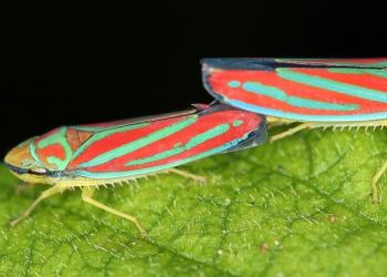 Leafhopper adults. Photo: David Cappaert, Bugwood.