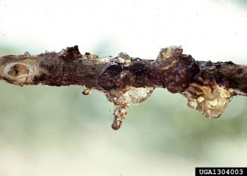Lesser peach tree borer damage, gummosis. Photo: Carroll E. Younce, USDA Agricultural Research Service, Bugwood.