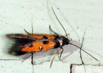 Adult linden bark borer moth. Photo: Dr. Jennifer Forman Orth, MA Department of Agricultural Resources.