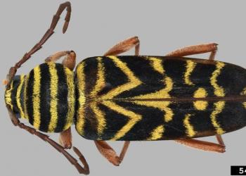 Adult locust borer. Photo: Steven Valley, Oregon Department of Agriculture, Bugwood.