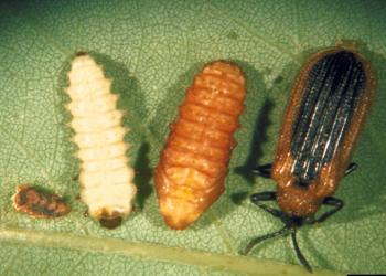 Locust leafminer egg, larva, pupa, and adult. Photo: Bruce W. Kauffman, Tennessee Department of Agriculture, Bugwood.