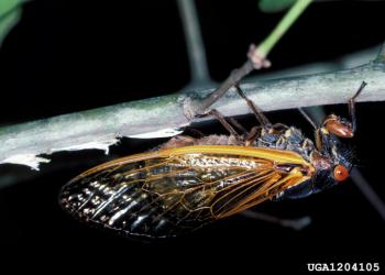 Periodical cicada adult female laying eggs. Photo: Lacy L. Hyche, Auburn University, Bugwood.