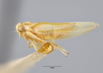 Pinned maple leafhopper. Photo: Paul Langlois, Museum Collections: Cicadas, Planthoppers, & Allies, USDA APHIS PPQ, Bugwood.