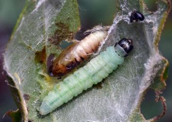 Oak leafroller caterpillar and pupa. Photo: William M. Ciesla, Forest Health Management International, Bugwood.