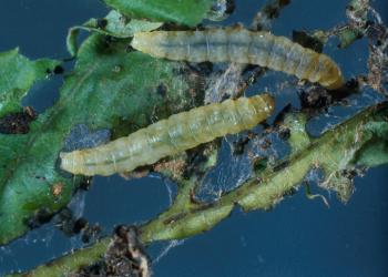 Oak leaftier caterpillars, frass, and damage. Photo: Natural Resources Canada.