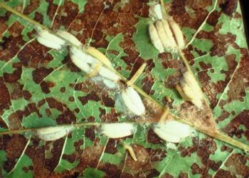 Oak skeletonizer larvae, cocoons, and damage. Photo: James Solomon, USDA Forest Service, Bugwood.
