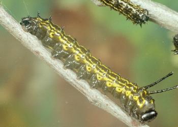 Orangestriped oakworm caterpillar. Photo: Clemson University - USDA Cooperative Extension Slide Series, Bugwood.