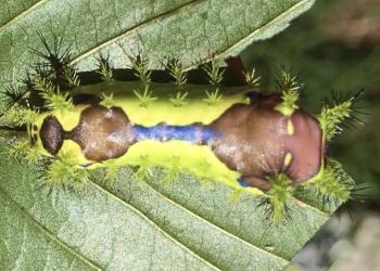 Oriental moth caterpillar. Photo: Luke Aengenheyster, Moth Photographers Group.