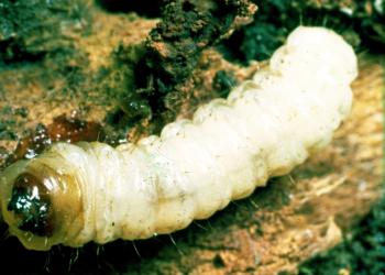 Peach tree borer larva. Photo: Clemson University, USDA Cooperative Extension Slide Series, Bugwood.