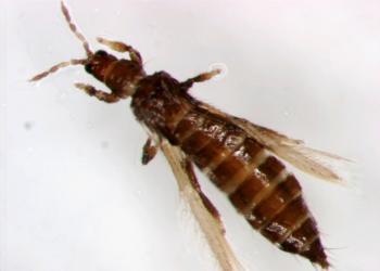 Pear thrips. Photo: Pennsylvania Department of Conservation and Natural Resources - Forestry, Bugwood.