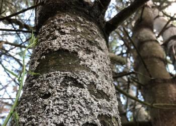 Pine bark adelgid. Photo: AJ Bayer.
