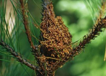 Pine webworm nest. Photo: Steven Katovich, Bugwood.