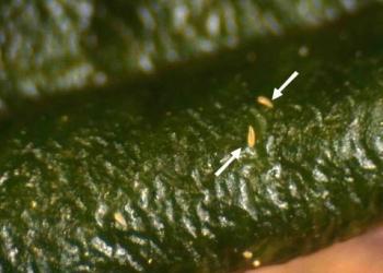 Privet rust mites on a Chinese privet leaf. Photo: J.R. Baker.