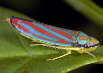 Red-banded leafhopper adult. Photo: David Cappaert, Bugwood.