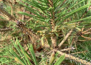 Redheaded pine sawfly caterpillars on Pinus × densithunbergii 'Jane Kluis'. Photo Daniel Lyons. 