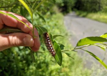 Satin moth caterpillar in Berkshire County, MA. Photo: Tawny Simisky, UMass Extension.