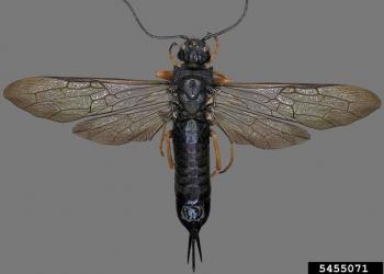 Adult female Sirex noctilio wasp. Photo: Steven Valley, Oregon Department of Agriculture, Bugwood.