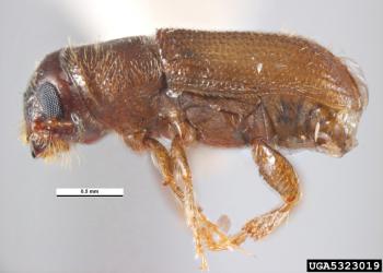 Adult southern pine beetle. Photo: Pest and Diseases Image Library, Bugwood.