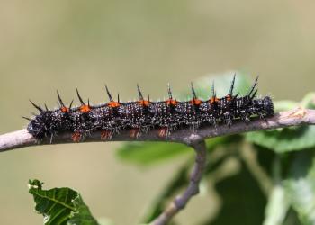 Spiny elm caterpillar of the mourning cloak butterfly. Photo: Steven Katovich, Bugwood.
