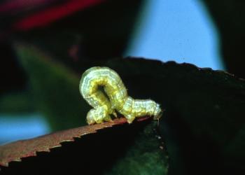 Spring cankerworm caterpillar. Photo: James B. Hanson, USDA Forest Service, Bugwood.