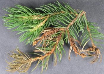 Spruce gall midge damage on white spruce. Note the previous seasons damage - open galls - and the current seasons damage - swollen stems. Photo: Bruce Watt, University of Maine, Bugwood.
