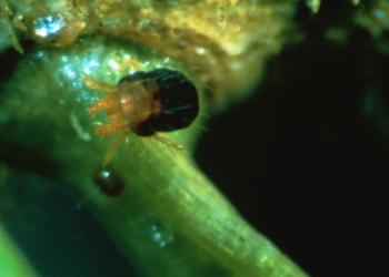 Adult spruce spider mite. Photo: USDA Forest Service - Northeastern Area, USDA Forest Service, Bugwood.