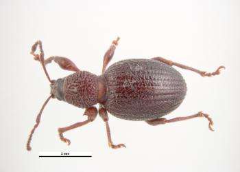 Adult strawberry root weevil. Photo: Pest and Diseases Image Library, Bugwood.