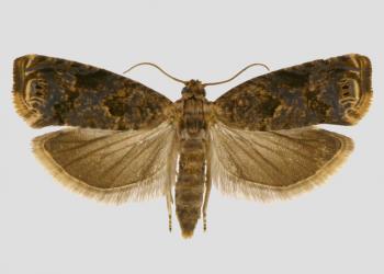 Sumac leafroller/leaftier adult moth. Photo: Hanna Royals, Screening Aids, USDA APHIS PPQ, Bugwood.