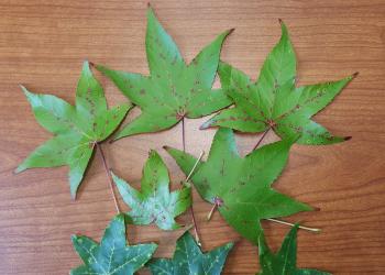 Small, rounded galls (red and light green spots) on the upper leaf surfaces of sweetgum caused by the feeding of the sweetgum scale, a native armored scale. Samples from South Hadley, MA collected on 9/19/2022. Photo: Tawny Simisky, UMass Extension.