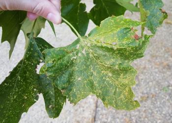 Sycamore plant bug feeding damage caused earlier in the season viewed on London planetree and American sycamore in Amherst, MA on 7/9/19. Photo: Tawny Simisky, UMass Extension.