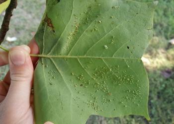 Tuliptree aphid activity was observed in Amherst, MA on 7/24/19. Flipping leaves over reveals the feeding aphids below. Photo: Tawny Simisky, UMass Extension.