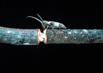 Adult twig pruner. Photo: James Solomon, USDA Forest Service, Bugwood.
