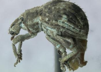 Adult two-banded Japanese weevil. Photo: Michael C. Thomas, Florida Department of Agriculture and Consumer Services, Bugwood.