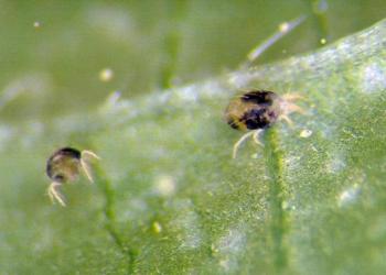 Two-spotted spider mite. Photo: Frank Peairs, Colorado State University, Bugwood.