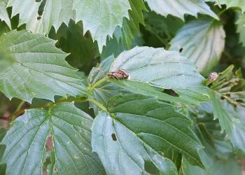 Adult viburnum leaf beetles. Photo: Tawny Simisky, UMass Extension.