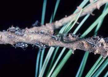 White pine aphids. Photo: Lacy L. Hyche, Auburn University, Bugwood.