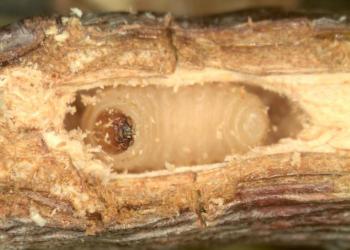 White pine weevil larva. Photo: Lorraine Graney, Bartlett Tree Experts, Bugwood.
