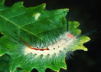 White-marked tussock moth caterpillar. Photo: Lacy L. Hyche, Auburn University, Bugwood.
