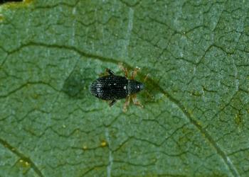Adult willow flea weevil. Photo: Therese Arcand, Natural Resources Canada.