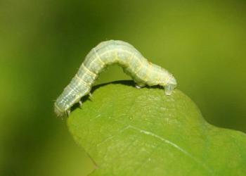 Winter moth caterpillar. Photo: Milan Zubrik, Forest Research Institute - Slovakia, Bugwood.