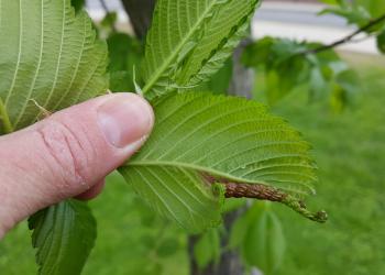 A curled elm leaf due to the activity of the woolly elm aphid as viewed in Amherst, MA on 5/13/19. Photo: Tawny Simisky, UMass Extension.