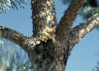 Pitch mass from Zimmerman pine moth activity. Photo: Whitney Cranshaw, Colorado State University, Bugwood.