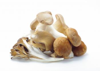 grouping of mushrooms