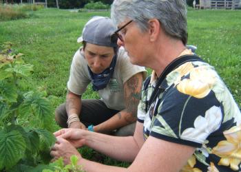 Small Fruit Extension Educator Sonia Schloemann scouts raspberries with a grower. Photo: UMass Vegetable Program